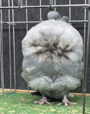 2025 Des Moines Champion Blue Check OC 663 Brian Freeman