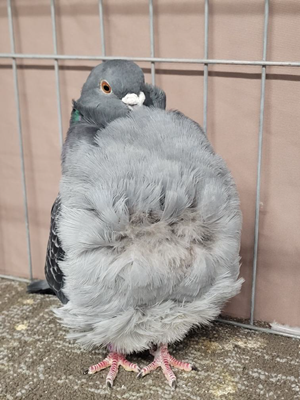 2025 Easteran Hungarian Show Champion Blue Check OC 486 Rickey Faw