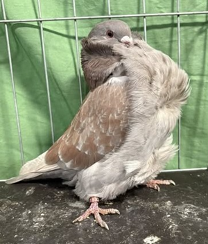 2025 Padgnt of Pigeons Champion Indigo Check YC 328 Dick Holmberg