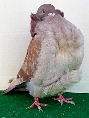 2025 Padgnt of Pigeons Champion Indigo Check YC 328 Dick Holmberg