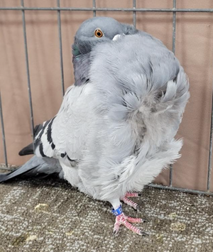 2025 White Rose Show Champion Blue Bar OC 1667 Randy Doyle