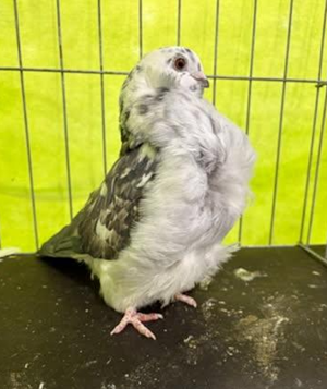 2026 NPA Grand National Champion Grizzle Check OH 690 Rick Tucker