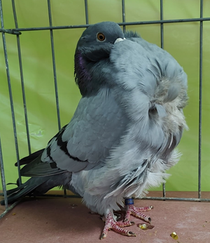 Florida Gulf Coast Champion Blue Bar OC 1644 Keith Kehoe